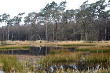 Im Naturpark "De Meinweg"