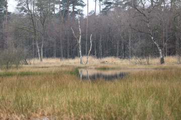 Im Naturpark "De Meinweg"