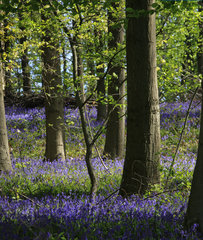 Im "Wald der blauen Blumen" bei Doveren