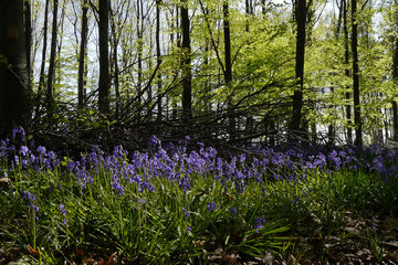 Im "Wald der blauen Blumen" bei Doveren