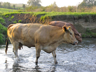 In der Geul badende Kühe zwischen Cottessen und Epen