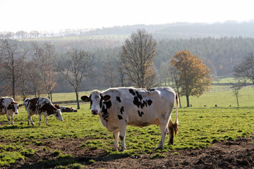 Kühe auf einer Weide, Raffelsbrand bei Hürtgenwald