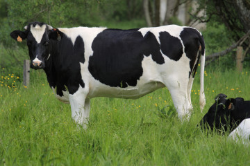 Kühe im Ourtal, Belgien