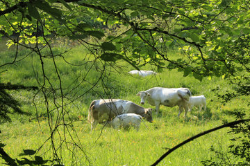 Kühe mit Kälbchen im Ourtal südlich von Ouren