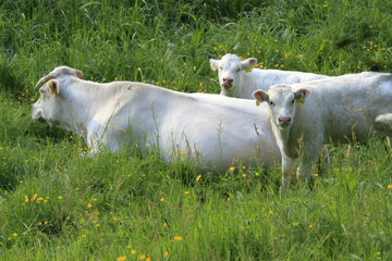 Kühe mit Kälbchen im Ourtal südlich von Ouren