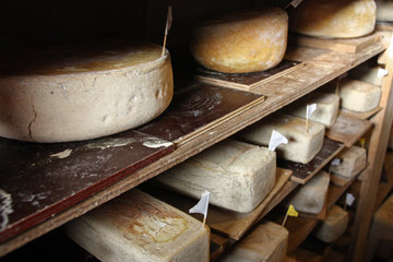 Käseherstellung in der "Bergerie des Aris"