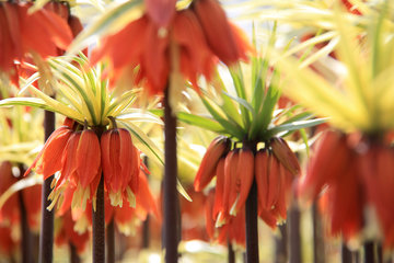 Kaiserkrone, Fritillaria imperialis 