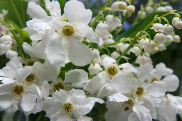 Kleiner Blumenstrauß mit Gartenblumen, Mai
