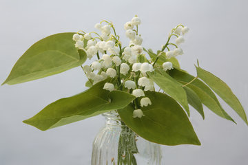 Kleiner Blumenstrauß mit Maiglöckchen, Convallaria majalis und den Blättern der Elfenblume, Epimedium