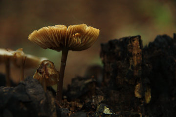 Kleiner, brauner Pilz  auf vermoderndem Holz