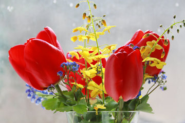 Kleiner Frühlings-Blumenstrauß mit roten Tulpen, Elfenblume, Kaukasusvergissmeinnicht, Traubenhyazinthen und Blättern der Akelei.