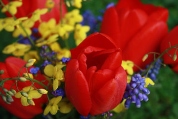 Kleiner Frühlings-Blumenstrauß mit roten Tulpen, Elfenblume, Kaukasusvergissmeinnicht und Traubenhyazinthen.