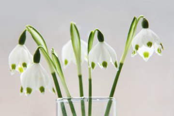 Kleiner Frühlingstrauß mit Frühlings-Knotenblumen
