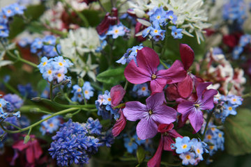 Kleiner Mai-Blumenstrauß mit Mondviole, Vergissmeinnicht und Bärlauchblüten