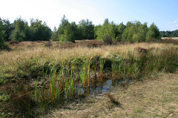 Kleingewässer in der Drover Heide