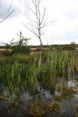 Kleinstgewässer in der Drover Heide