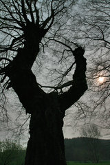 Knorriger Baum im Wurmtal