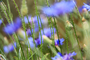 Kornblume (blau) und Blütenstängel von Mohn 