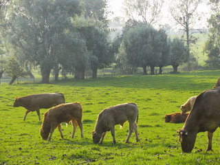 Kuh und Kälbchen im Geultal bei Epen