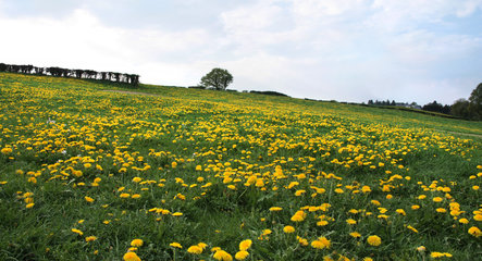Löwenzahnwiese in der Nähe des Periolbaches bei Raeren, Belgien