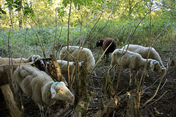 Landschaftspflege durch Schafe im Müschpark, Aachen