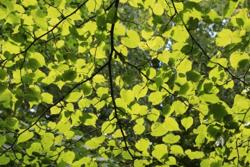 Lindenblätter, Baumallee von Bassenheim zum Karmelenberg