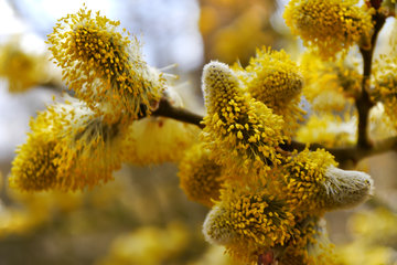 Männliche Blüten der Sal-Weide, Salix caprea