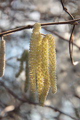 Männlicher Blütenstand der Hasel, Corylus