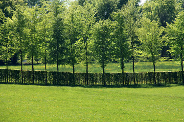 Maigrüne Flurhecke im Monschauer Heckenland bei Höfen