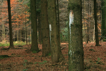 Markierung eines Rehbocks an einem Baumstamm