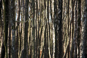 Moorbirken im Todtenbruch bei Hürtgenwald