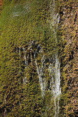 Moos (Cratoneuron commutatum) im Dreimühlen-Wasserfall 