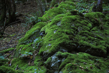 Moospolster auf einem Felsen im Salmtal, Eifel