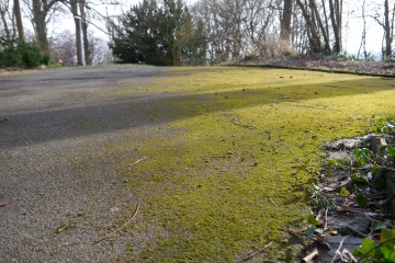 Moss auf einem Parkplatz