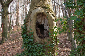 Natürliche Baumhöhle