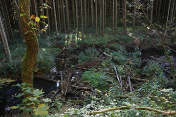Natürlicher Flusslauf im Salmtal mit umgestürzten Bäumen 