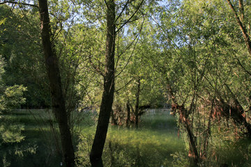 Naturschutzgebiet Schomet, Breinig