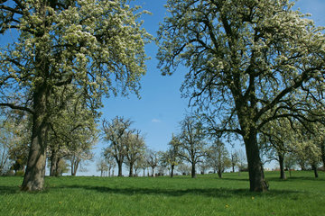Obstbaumblüte bei Vijlen