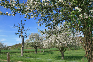 Obstblüte bei Camerig im Geultal