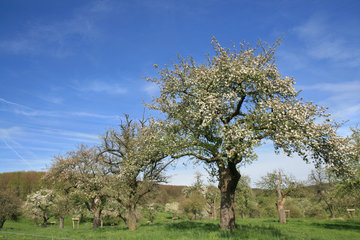 Obstblüte im Geultal bei Camerig