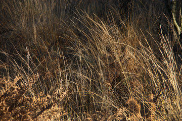 Pfeifengras und Adlerfarn im Todtenbruch bei Hürtgenwald
