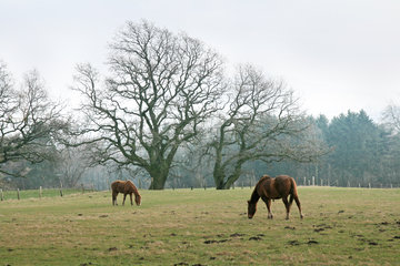 Pferde, alte Eichen, westlich von Aachen-Laurensberg