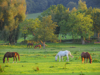 Pferde im Pferdelandpark, Soers bei Aachen