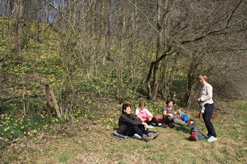 Picknick am Rand des Narzissenwaldes, bei Kelmis / La Calamine, Belgien
