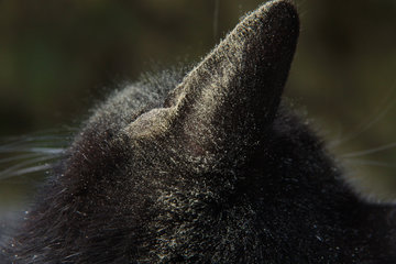 Pollen im Fell einer schwarzen Katze im Frühling