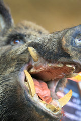 Präparierter Wildschweinkopf im Boscafé "t Hijgend Hert"