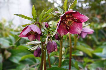 Purpur-Nieswurz (Helleborus purpurascens) als Gartenblume im Februar
