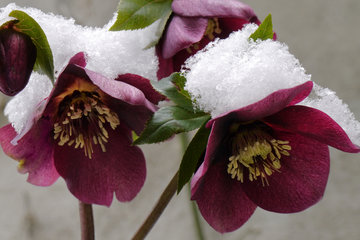Purpur-Nieswurz mit Schnee