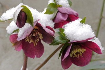 Purpur-Nieswurz mit Schnee
