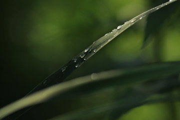Regentropfen auf Gras